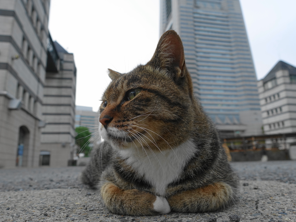 f:id:shigeo-t:20180930100214j:plain f:id:shigeo-t:20180930100214j:plain