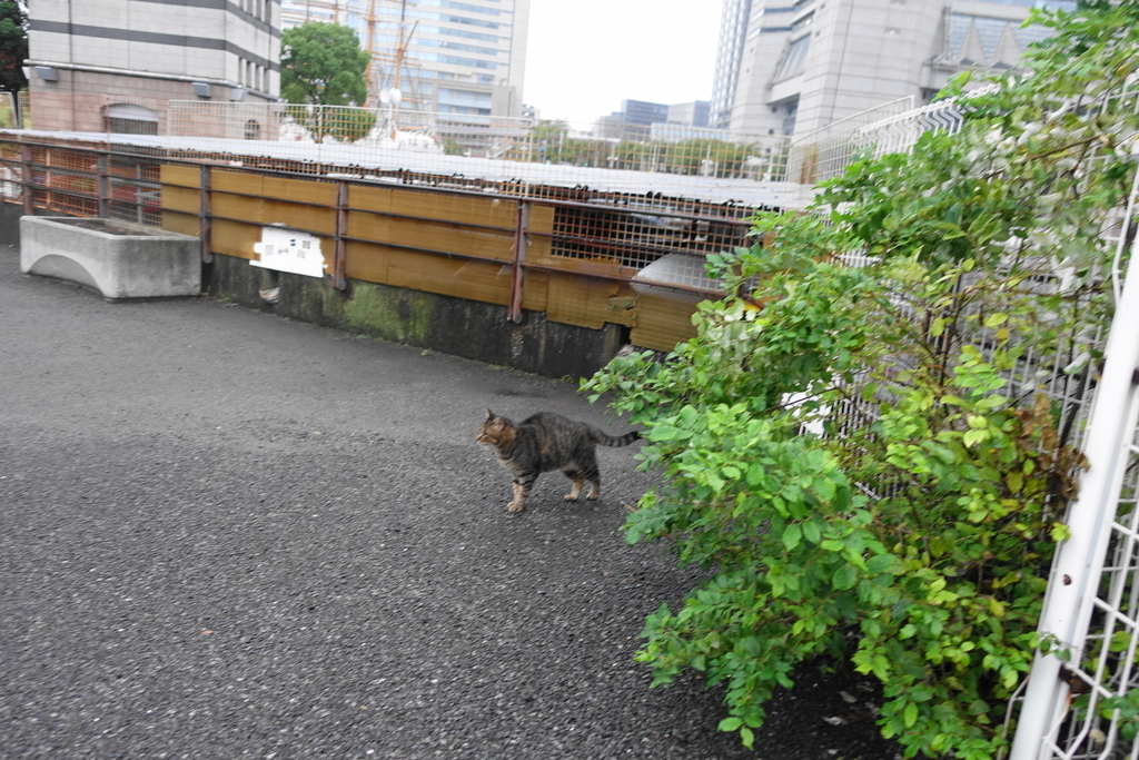 f:id:shigeo-t:20181002094811j:plain f:id:shigeo-t:20181002094811j:plain