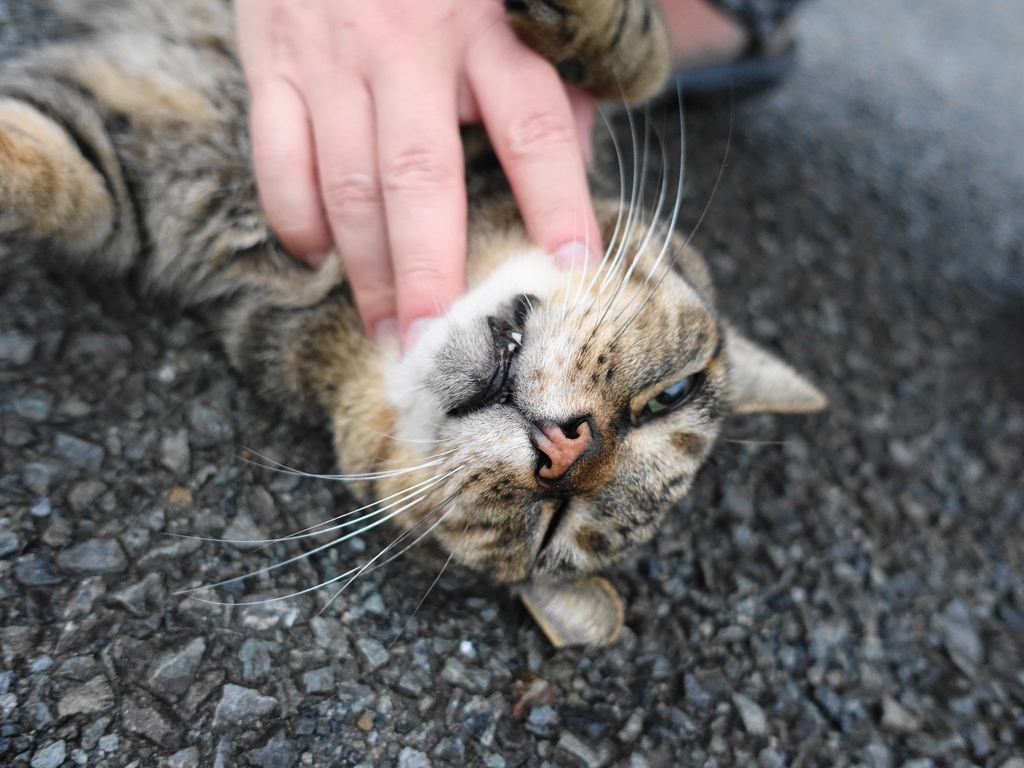 f:id:shigeo-t:20181002094947j:plain f:id:shigeo-t:20181002094947j:plain