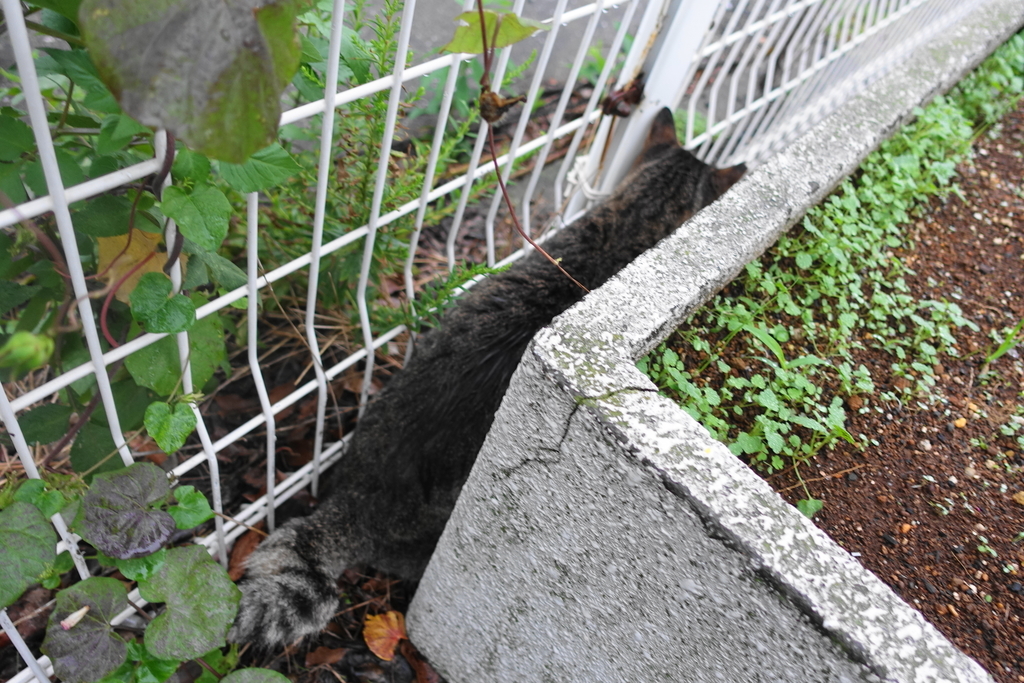 f:id:shigeo-t:20181002095157j:plain f:id:shigeo-t:20181002095157j:plain