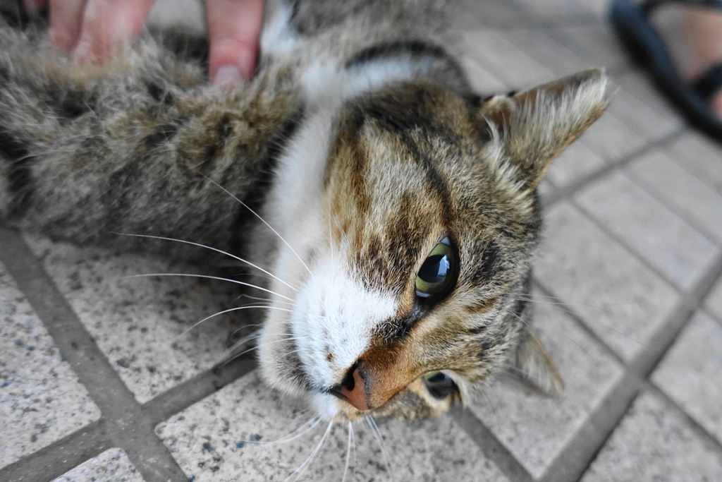 f:id:shigeo-t:20181002095327j:plain f:id:shigeo-t:20181002095327j:plain