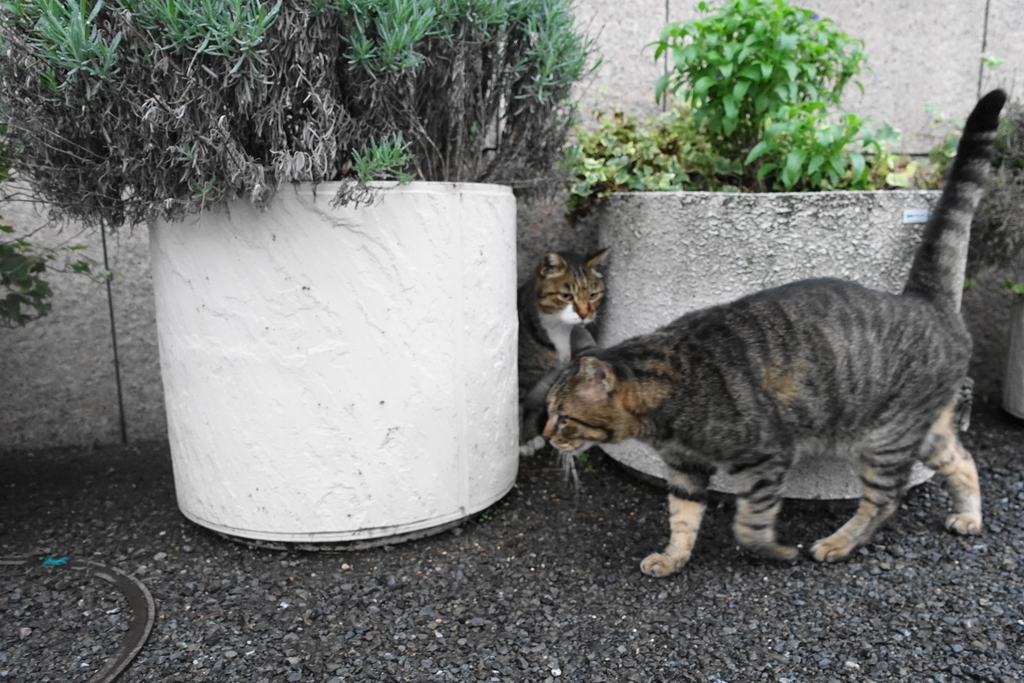 f:id:shigeo-t:20181002095449j:plain f:id:shigeo-t:20181002095449j:plain