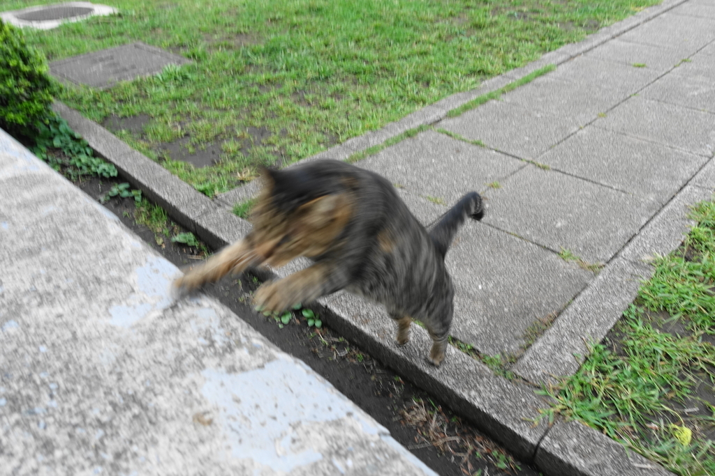 f:id:shigeo-t:20181002101147j:plain f:id:shigeo-t:20181002101147j:plain