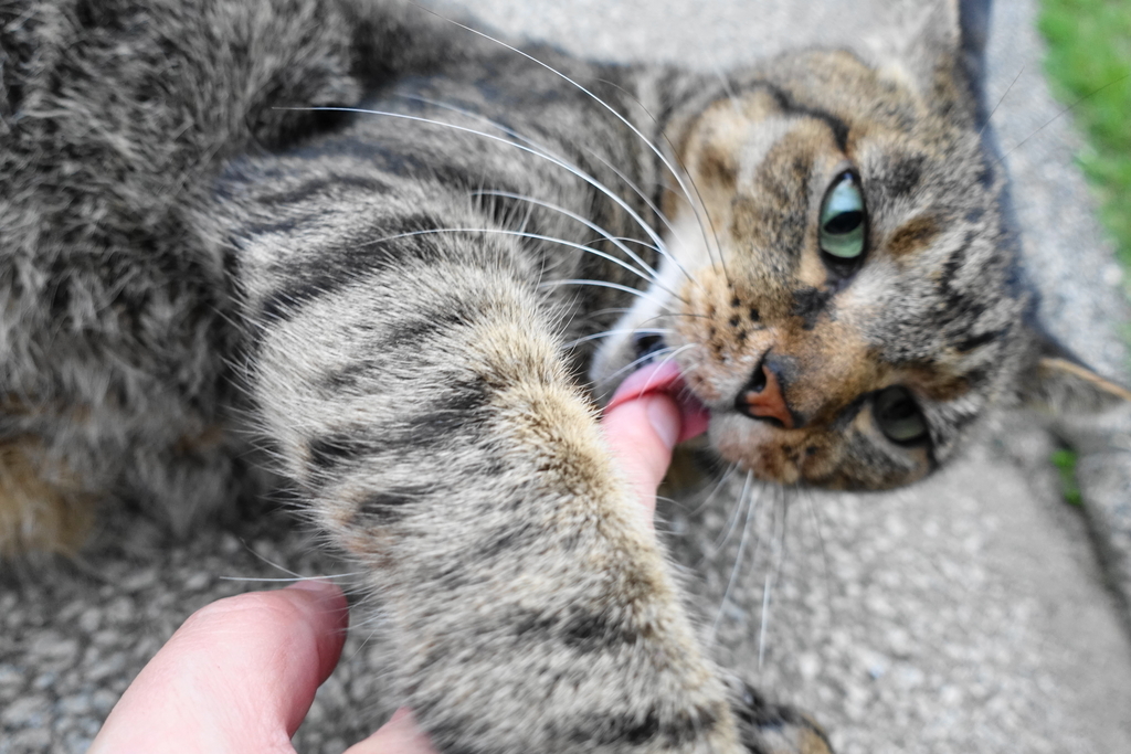 f:id:shigeo-t:20181002101402j:plain f:id:shigeo-t:20181002101402j:plain