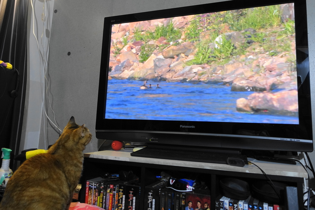 f:id:shigeo-t:20181005101932j:plain