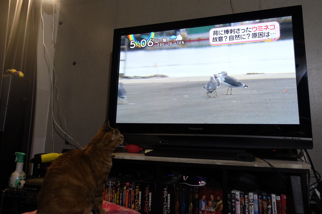 f:id:shigeo-t:20181005102252j:plain