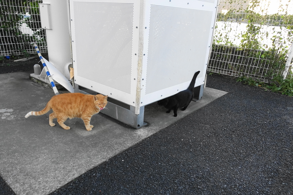 f:id:shigeo-t:20181012092033j:plain f:id:shigeo-t:20181012092033j:plain