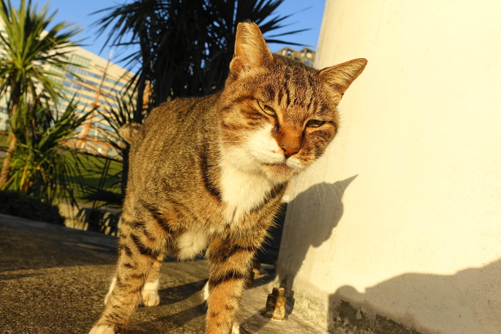 f:id:shigeo-t:20181012094355j:plain f:id:shigeo-t:20181012094355j:plain