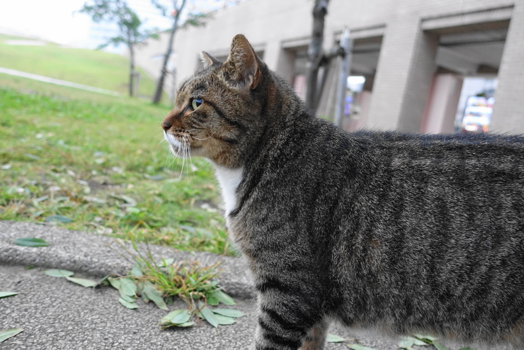 f:id:shigeo-t:20181014082013j:plain