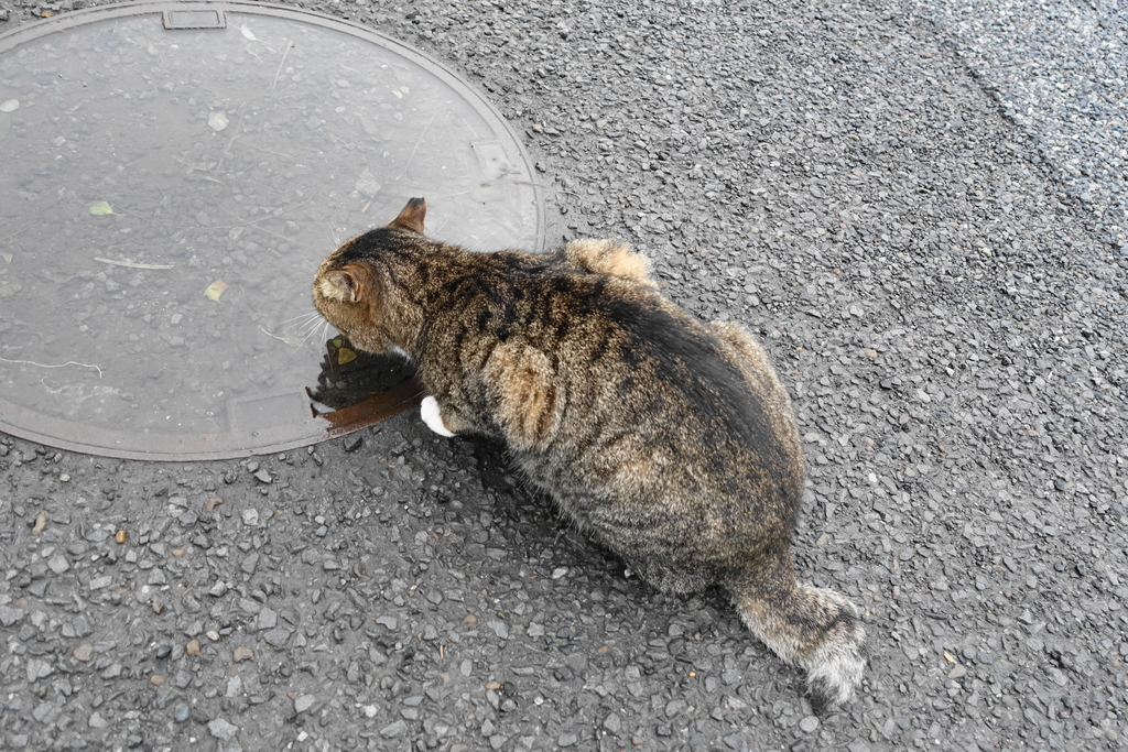 f:id:shigeo-t:20181014083904j:plain