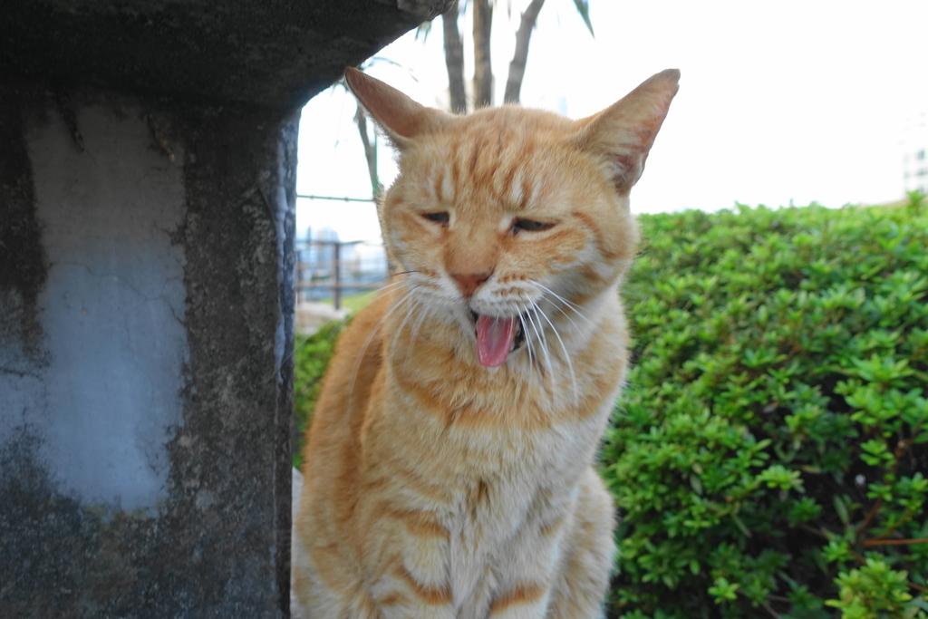 f:id:shigeo-t:20181016094543j:plain f:id:shigeo-t:20181016094543j:plain