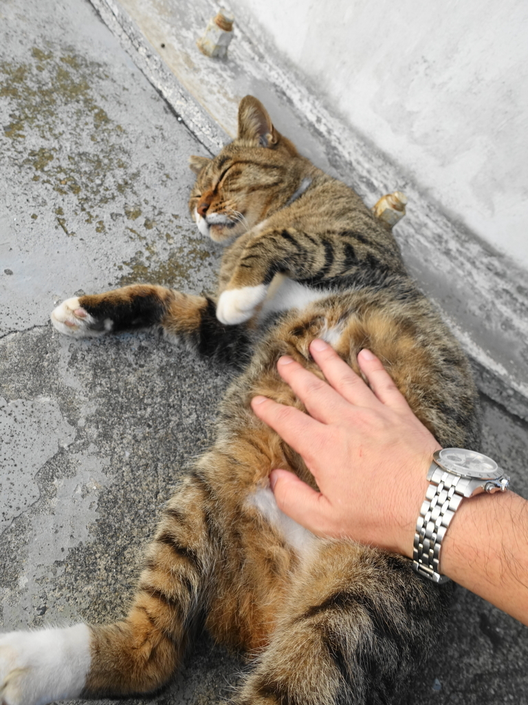 f:id:shigeo-t:20181016094811j:plain f:id:shigeo-t:20181016094811j:plain