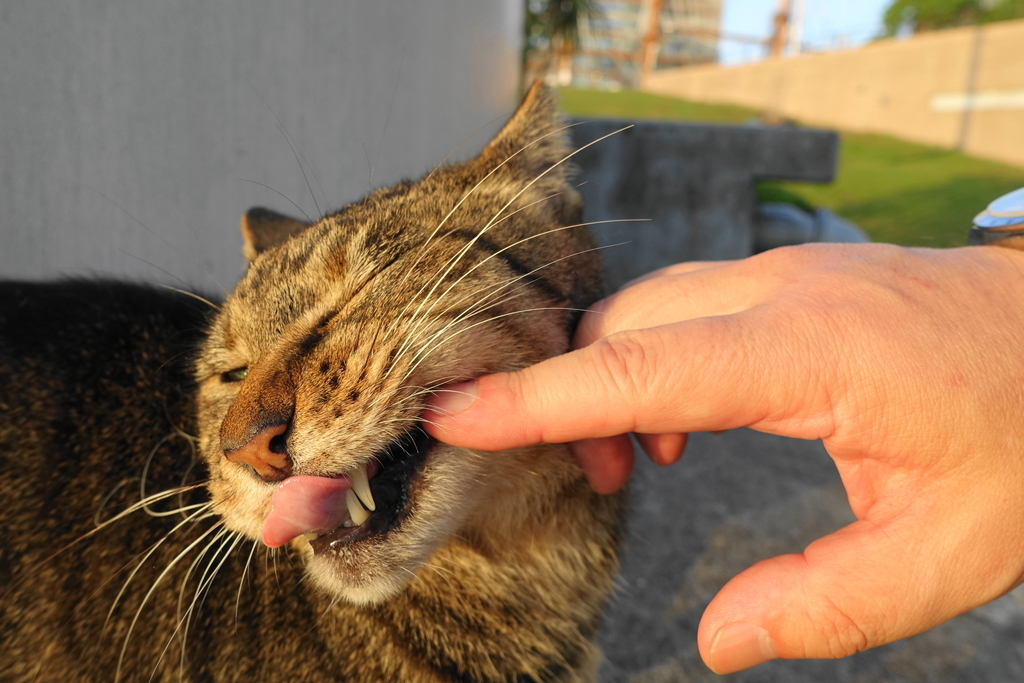 f:id:shigeo-t:20181016095106j:plain f:id:shigeo-t:20181016095106j:plain