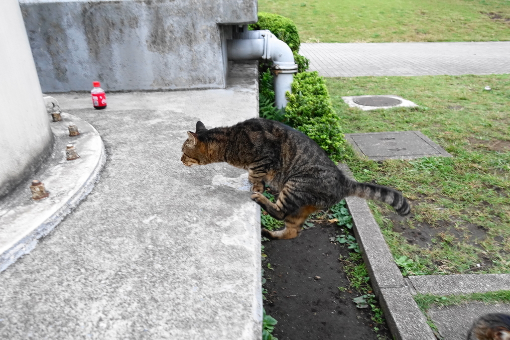 f:id:shigeo-t:20181016100237j:plain f:id:shigeo-t:20181016100237j:plain