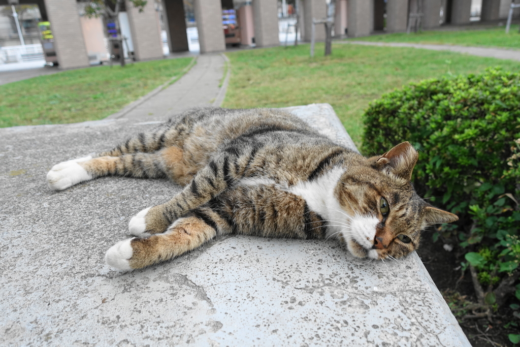 f:id:shigeo-t:20181016100510j:plain f:id:shigeo-t:20181016100510j:plain