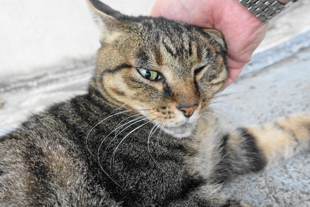 f:id:shigeo-t:20181016100627j:plain f:id:shigeo-t:20181016100627j:plain