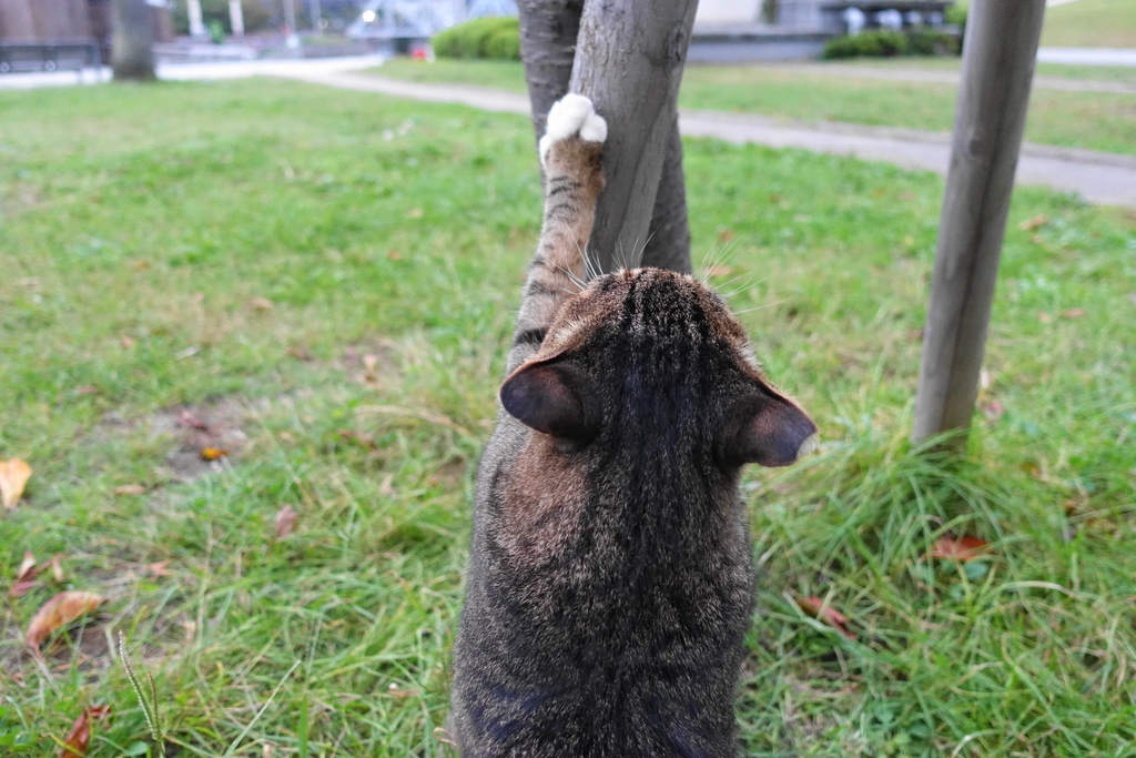f:id:shigeo-t:20181018101052j:plain f:id:shigeo-t:20181018101052j:plain