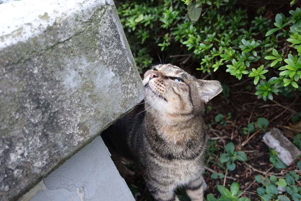f:id:shigeo-t:20181018102730j:plain f:id:shigeo-t:20181018102730j:plain