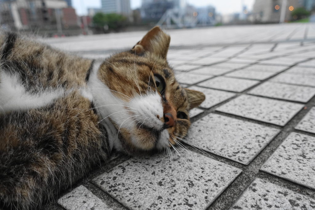 f:id:shigeo-t:20181018103546j:plain f:id:shigeo-t:20181018103546j:plain