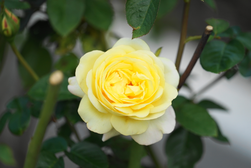 f:id:shigeo-t:20181018160747j:plain
