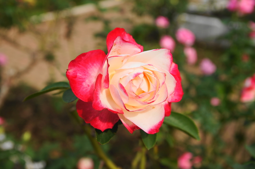 f:id:shigeo-t:20181018161135j:plain
