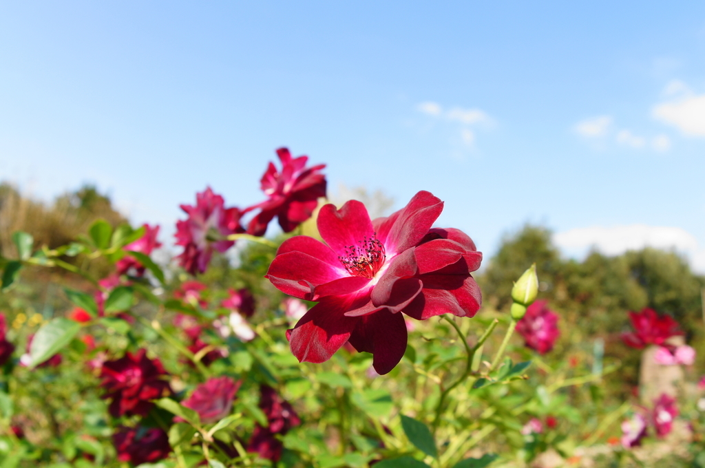 f:id:shigeo-t:20181018161623j:plain