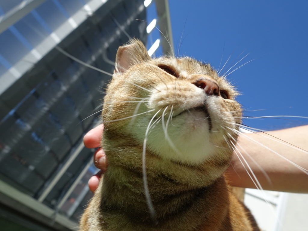 f:id:shigeo-t:20181020101118j:plain