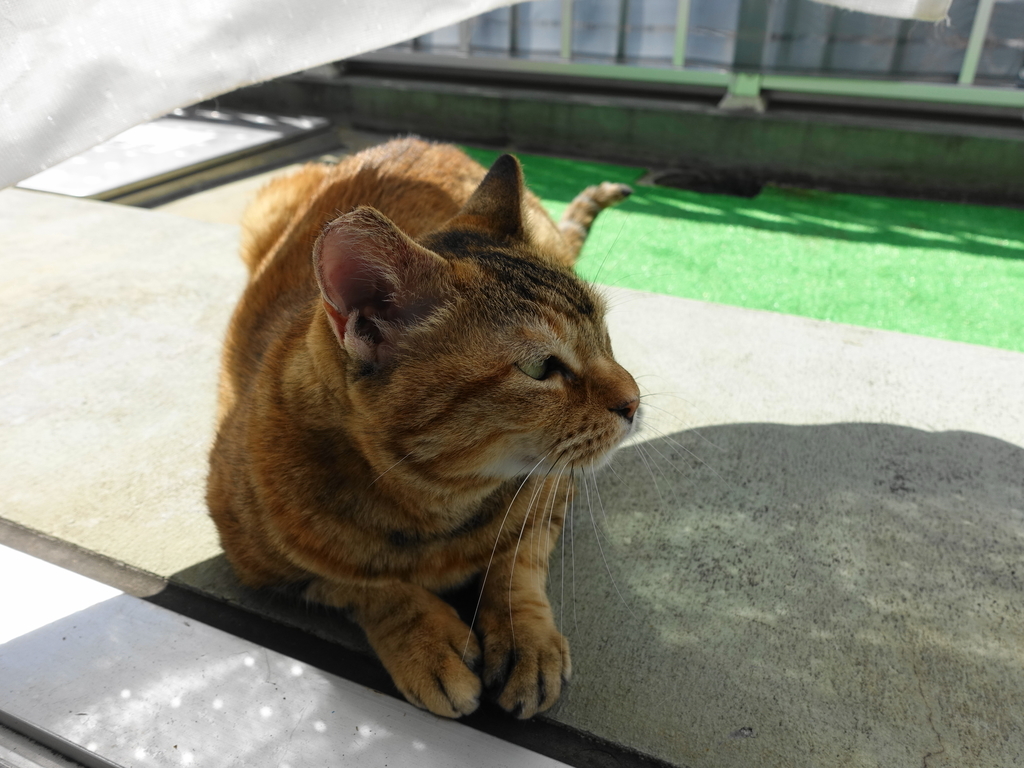 f:id:shigeo-t:20181020101250j:plain