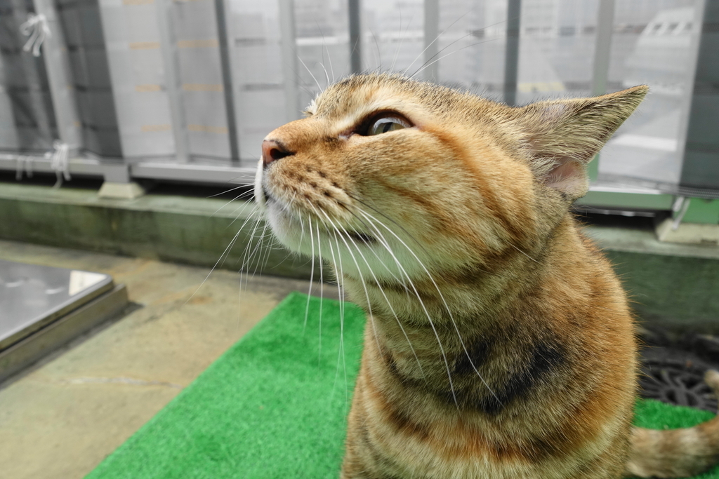 f:id:shigeo-t:20181020101430j:plain
