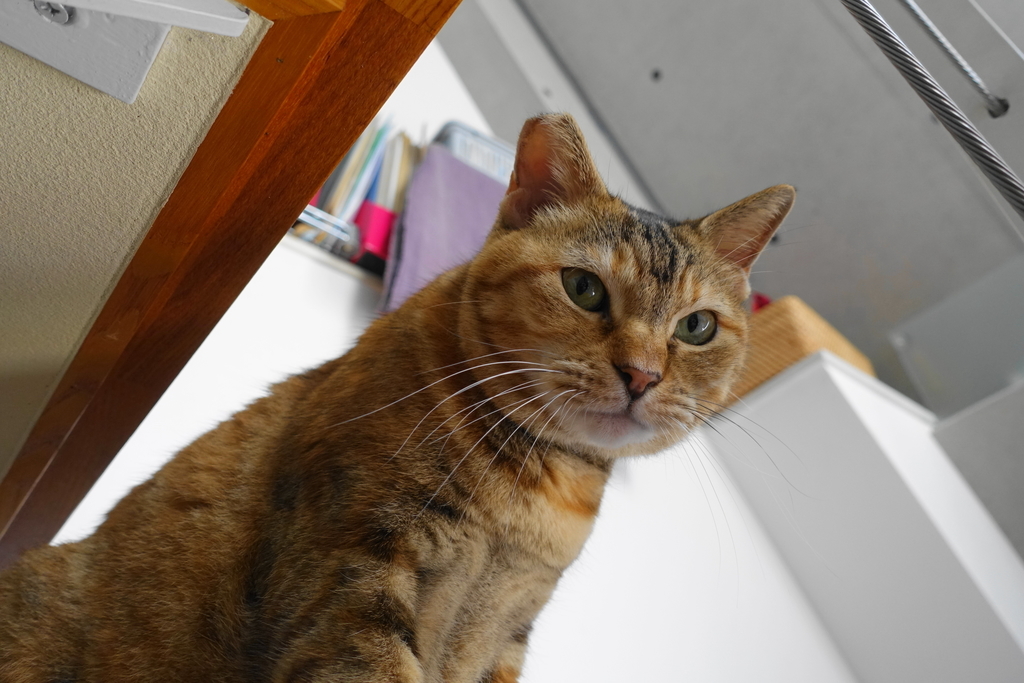 f:id:shigeo-t:20181020101930j:plain
