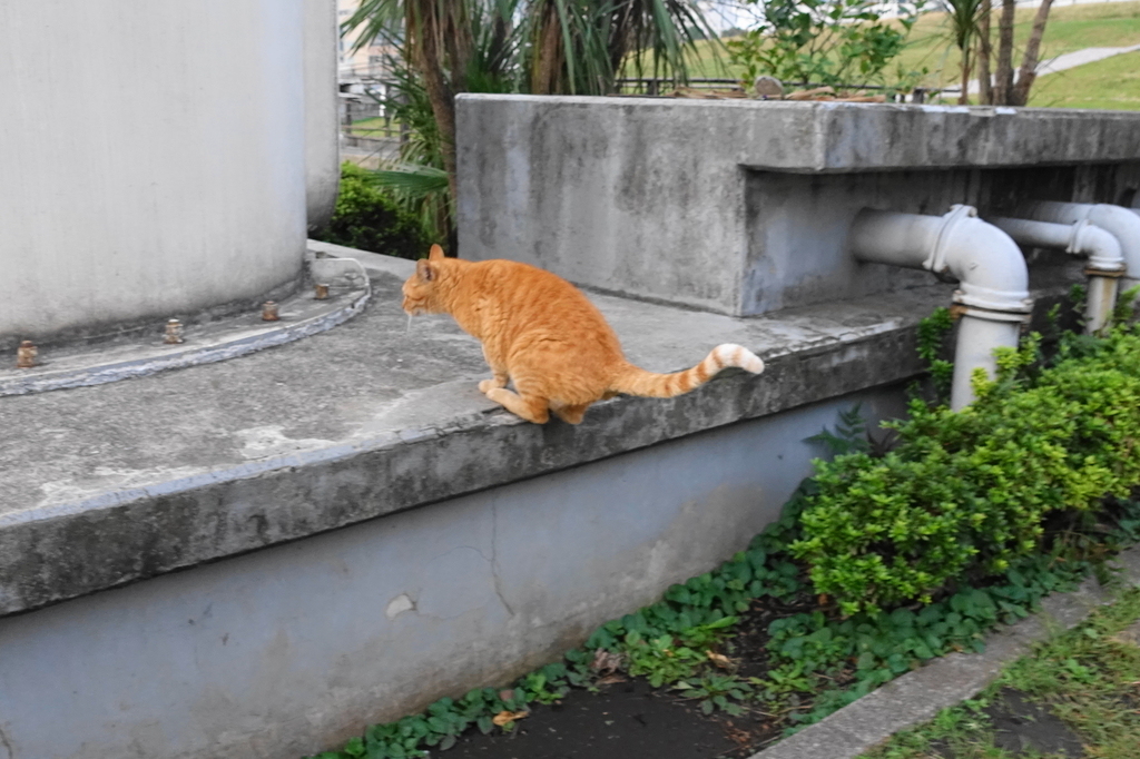f:id:shigeo-t:20181025110819j:plain f:id:shigeo-t:20181025110819j:plain