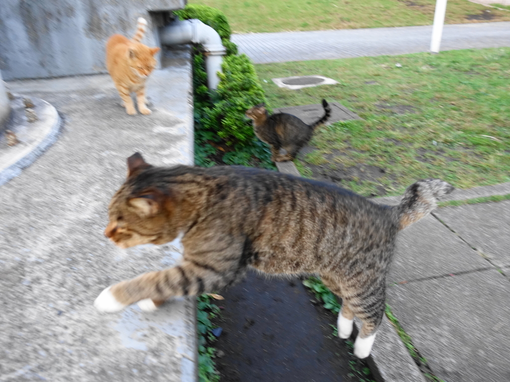 f:id:shigeo-t:20181025110843j:plain f:id:shigeo-t:20181025110843j:plain