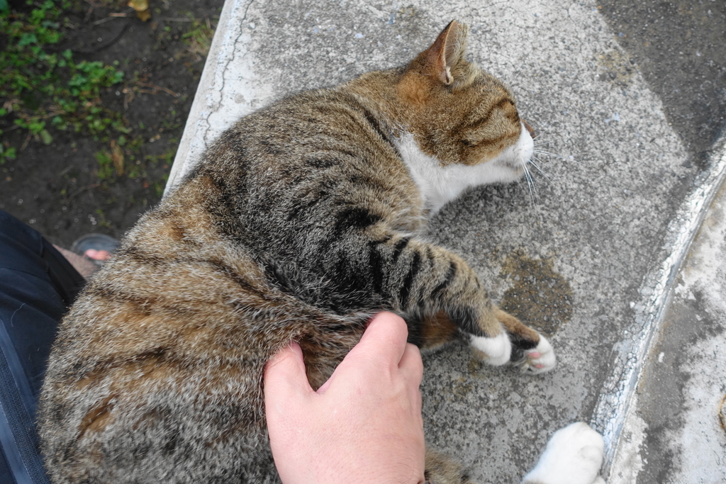 f:id:shigeo-t:20181025112028j:plain f:id:shigeo-t:20181025112028j:plain