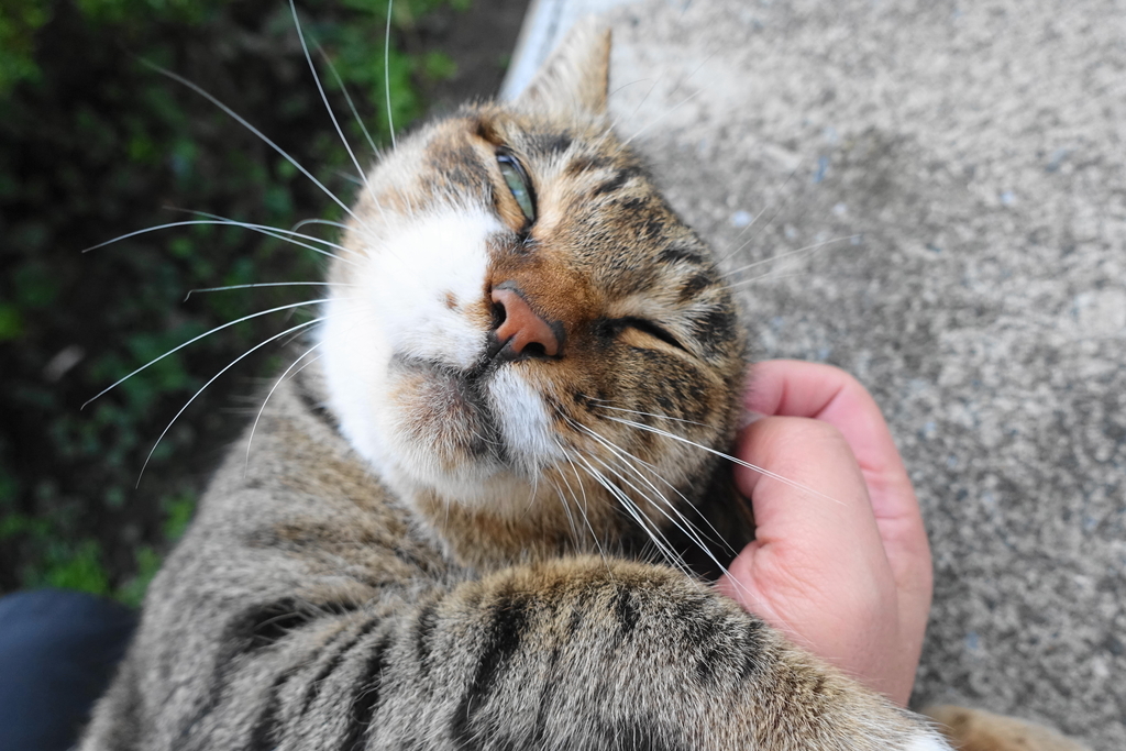 f:id:shigeo-t:20181025112047j:plain f:id:shigeo-t:20181025112047j:plain