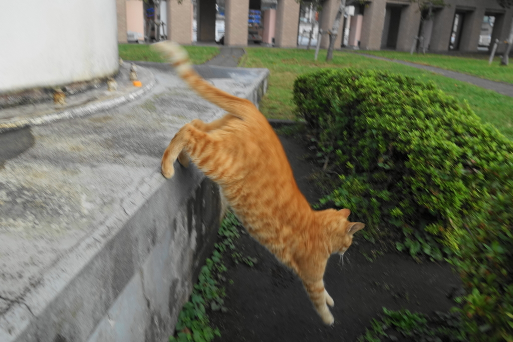 f:id:shigeo-t:20181025112249j:plain f:id:shigeo-t:20181025112249j:plain