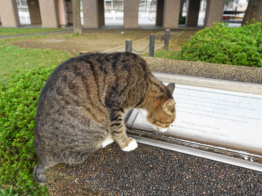 f:id:shigeo-t:20181025112519j:plain f:id:shigeo-t:20181025112519j:plain