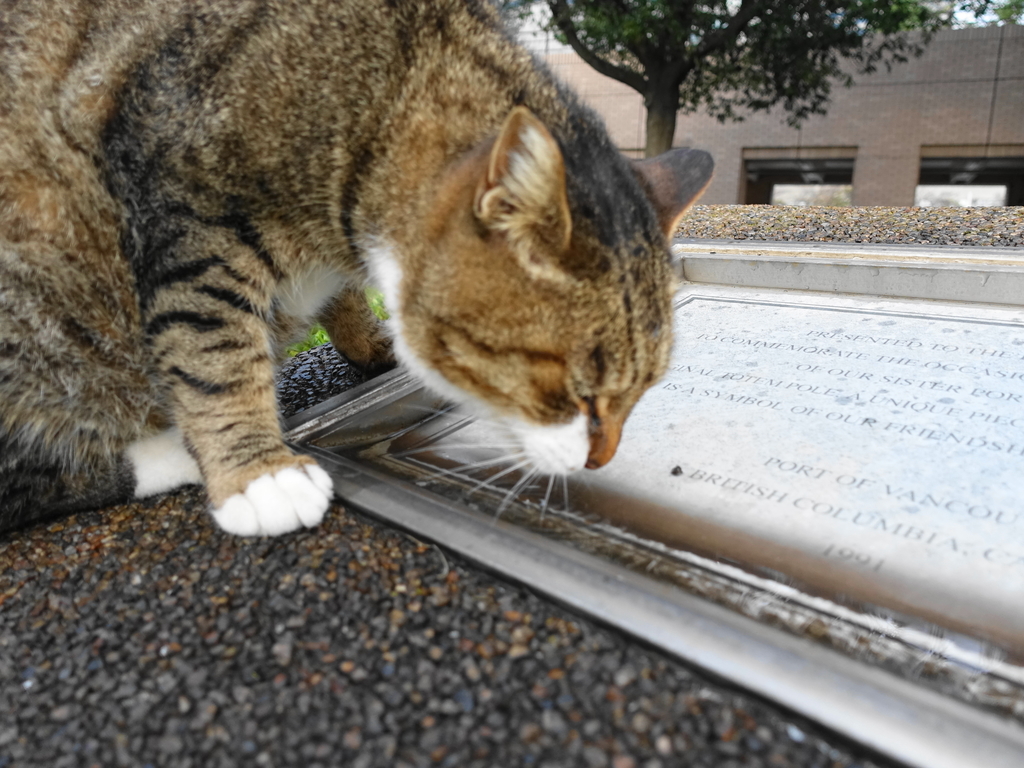 f:id:shigeo-t:20181025112520j:plain f:id:shigeo-t:20181025112520j:plain