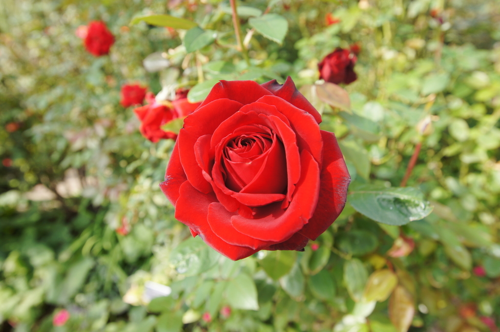 f:id:shigeo-t:20181026135432j:plain f:id:shigeo-t:20181026135432j:plain