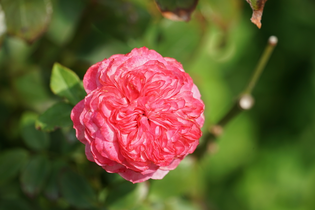 f:id:shigeo-t:20181026135554j:plain f:id:shigeo-t:20181026135554j:plain