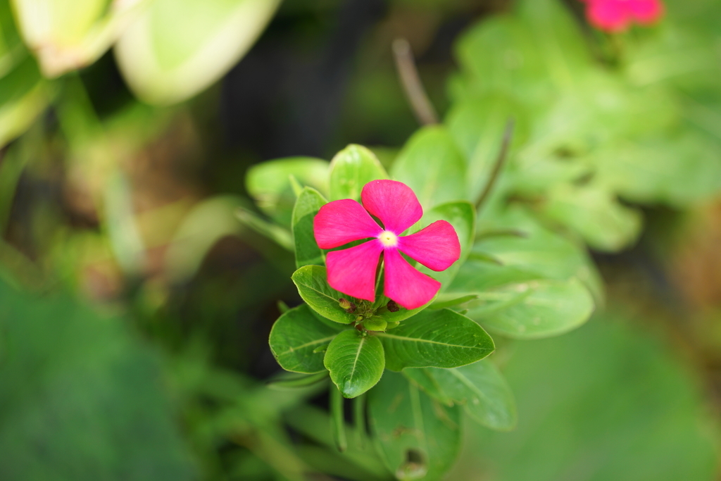 f:id:shigeo-t:20181026135629j:plain f:id:shigeo-t:20181026135629j:plain