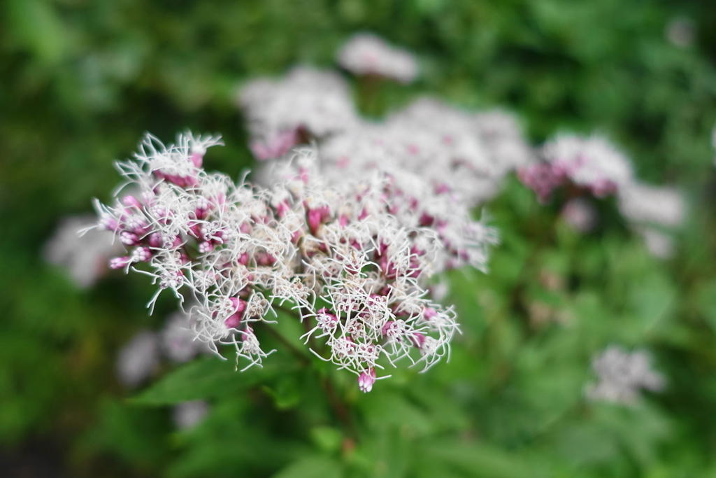 f:id:shigeo-t:20181026135837j:plain f:id:shigeo-t:20181026135837j:plain