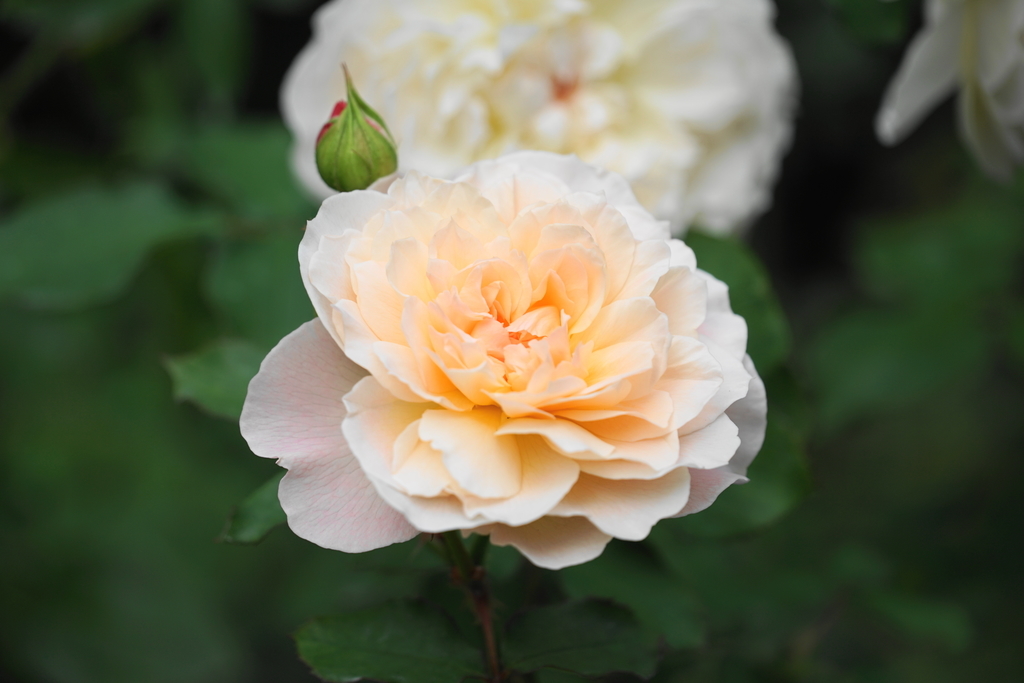 f:id:shigeo-t:20181026135933j:plain f:id:shigeo-t:20181026135933j:plain