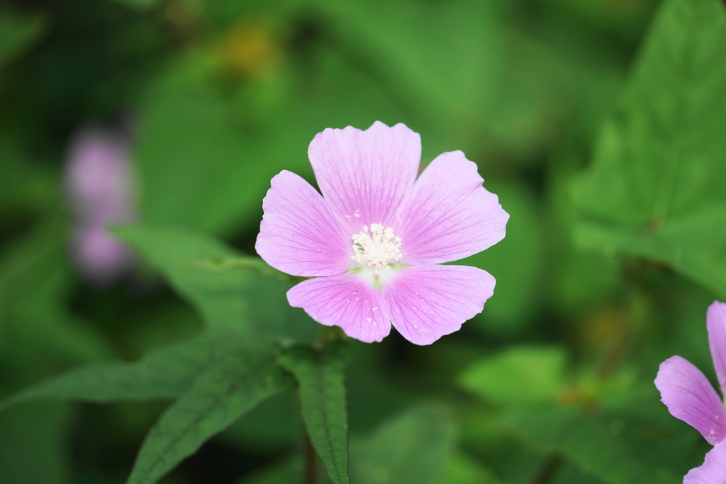 f:id:shigeo-t:20181026140323j:plain f:id:shigeo-t:20181026140323j:plain