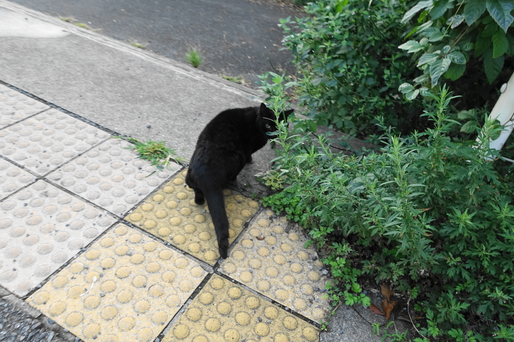 f:id:shigeo-t:20181028095610j:plain