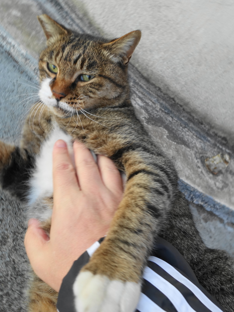 f:id:shigeo-t:20181028100136j:plain