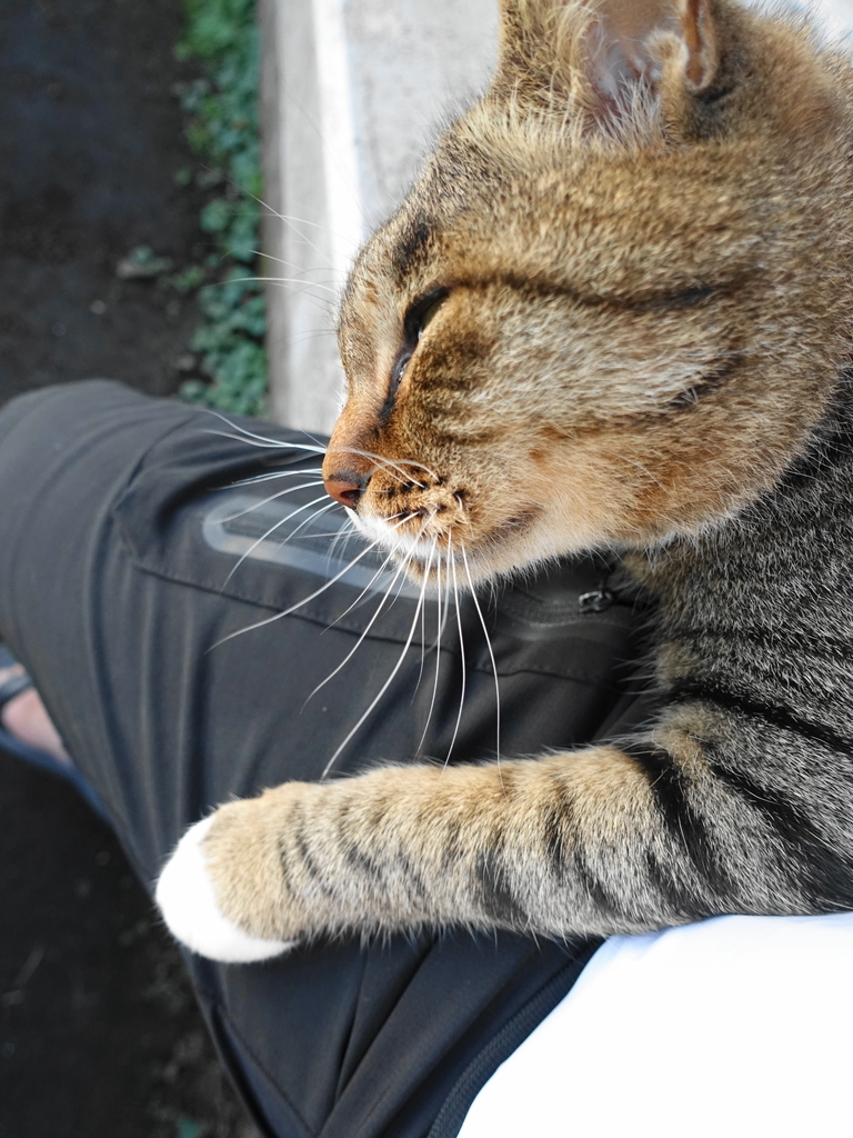 f:id:shigeo-t:20181028100342j:plain