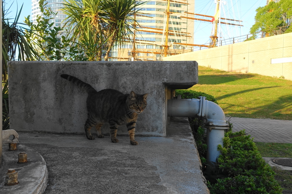 f:id:shigeo-t:20181028100737j:plain