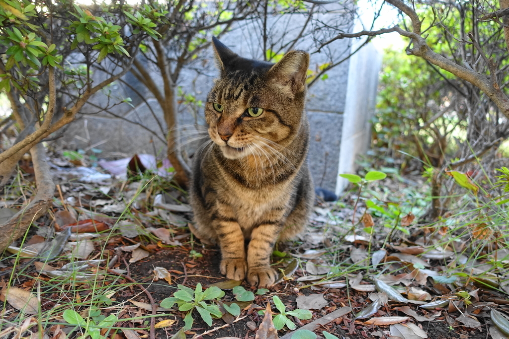 f:id:shigeo-t:20181028101533j:plain