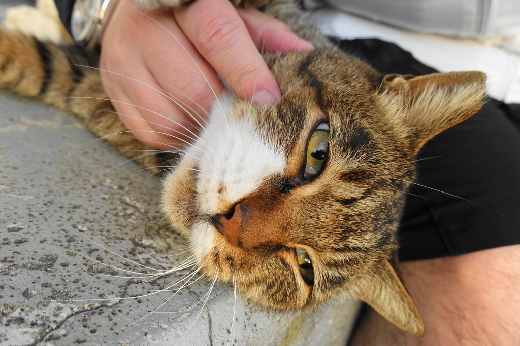 f:id:shigeo-t:20181028101629j:plain