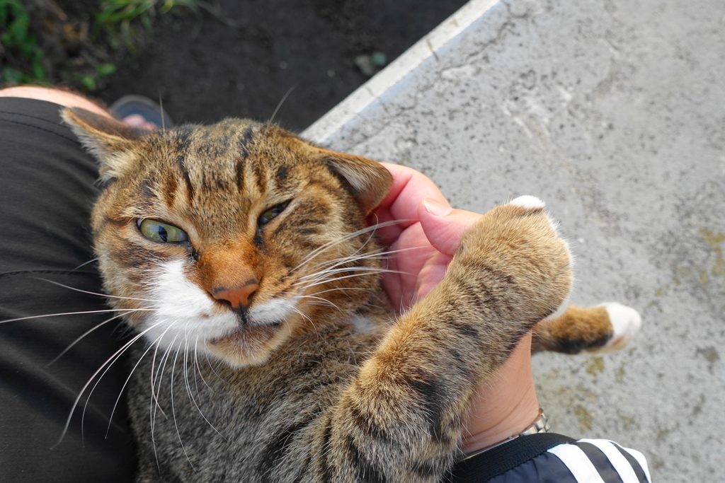 f:id:shigeo-t:20181028101651j:plain